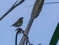 Ashy-throated Warbler