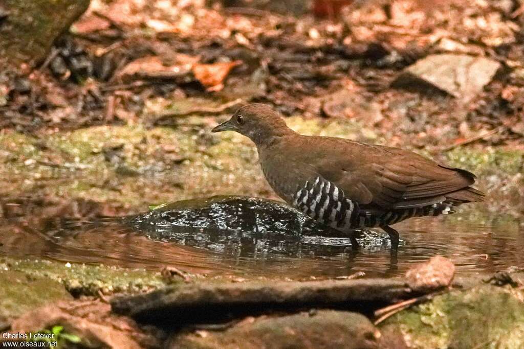 Slaty-legged Crakeadult