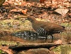 Slaty-legged Crake