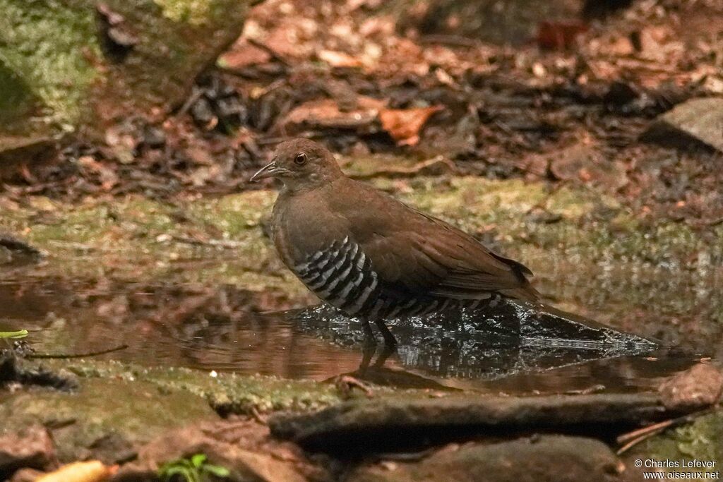 Slaty-legged Crakeadult