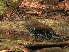 Slaty-legged Crake