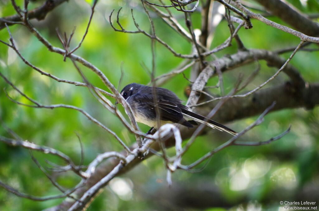 Grey Fantail