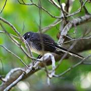 Grey Fantail