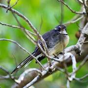 Grey Fantail