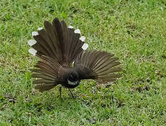 Malaysian Pied Fantail