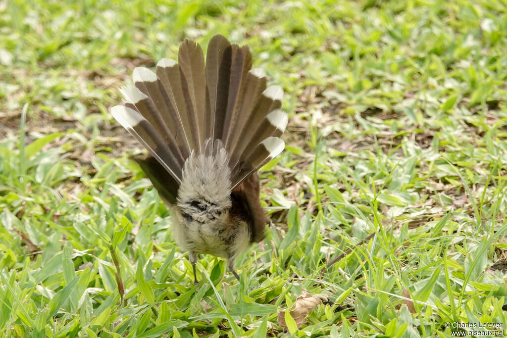 Malaysian Pied Fantailadult