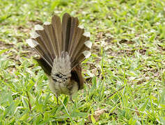 Malaysian Pied Fantail