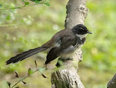 Malaysian Pied Fantail