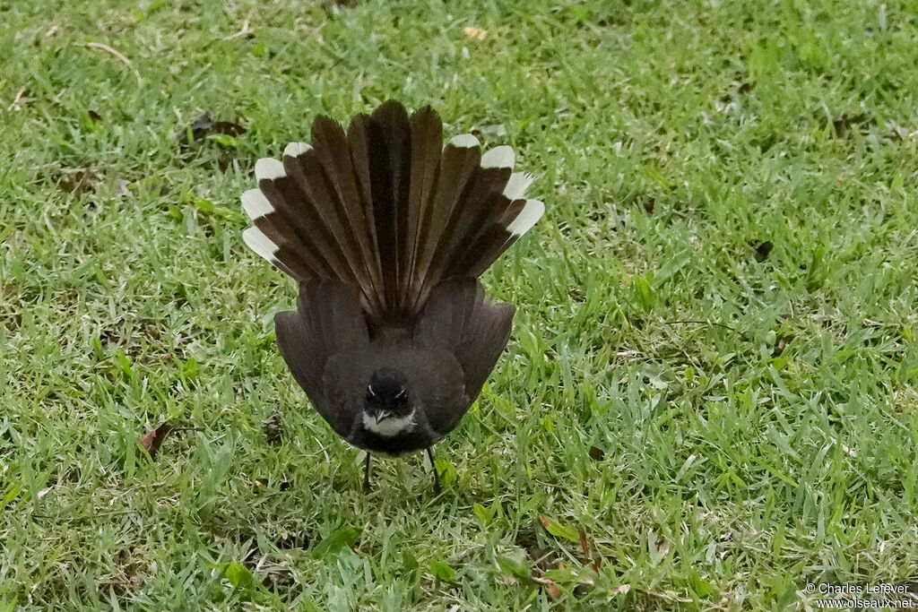 Malaysian Pied Fantailadult