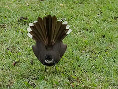 Malaysian Pied Fantail