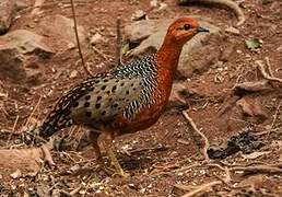 Ferruginous Partridge