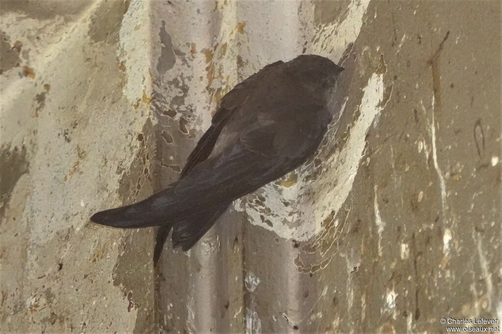 Edible-nest Swiftlet (germani)adult