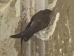 Edible-nest Swiftlet (germani)
