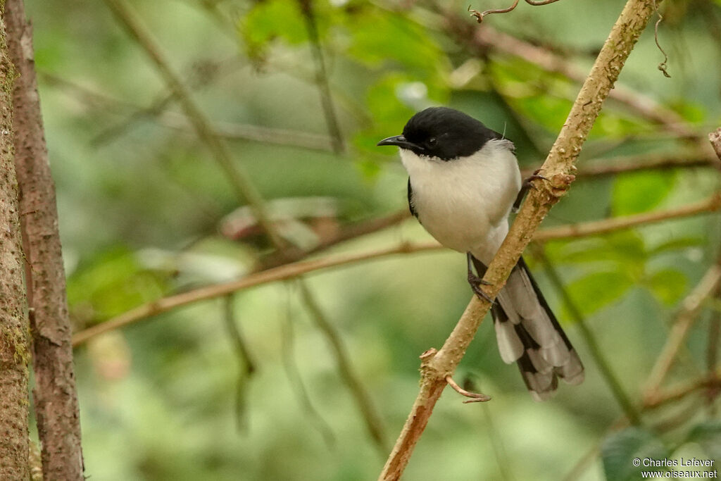 Dark-backed Sibiaadult