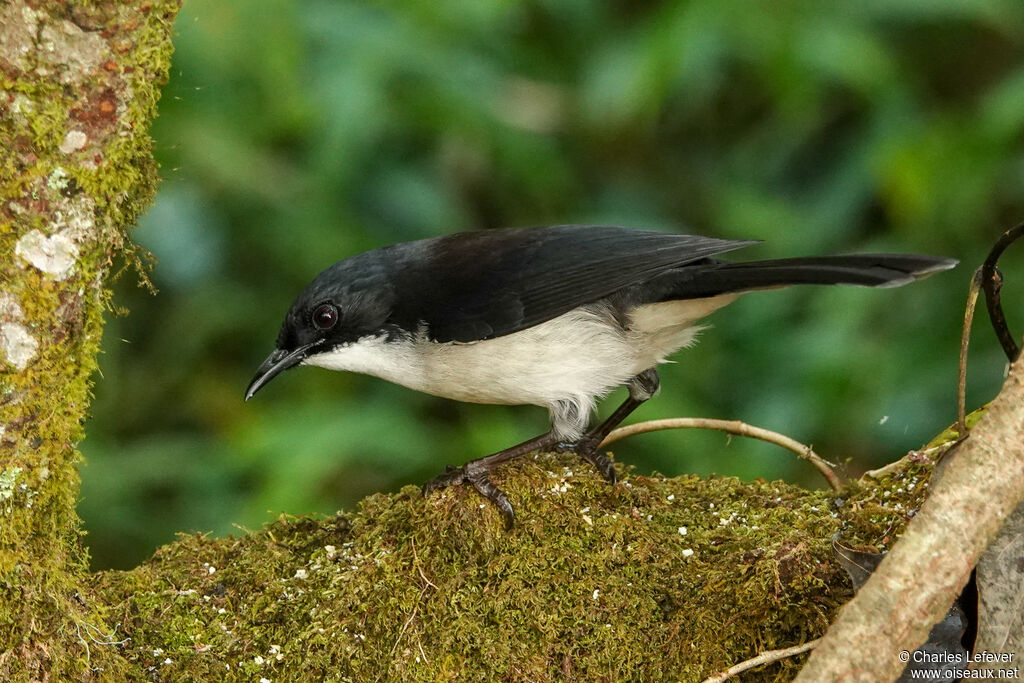 Dark-backed Sibiaadult