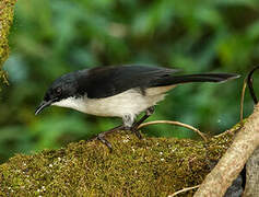 Dark-backed Sibia