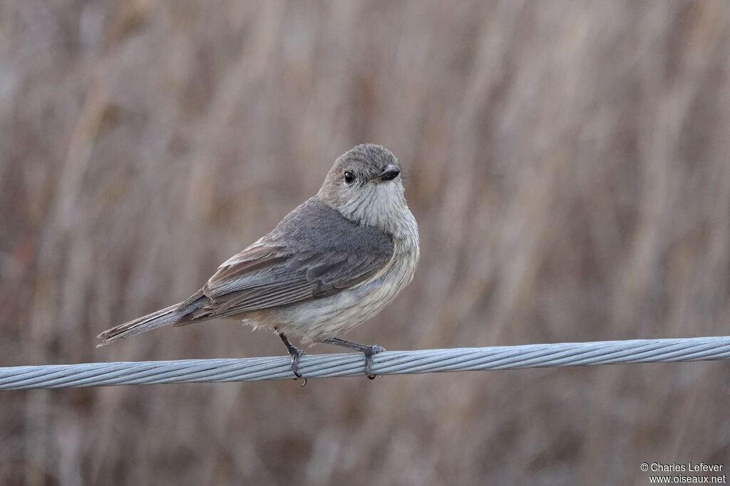 Rufous Whistler