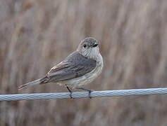 Rufous Whistler