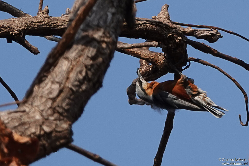 Chestnut-bellied Nuthatch male