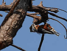 Chestnut-bellied Nuthatch