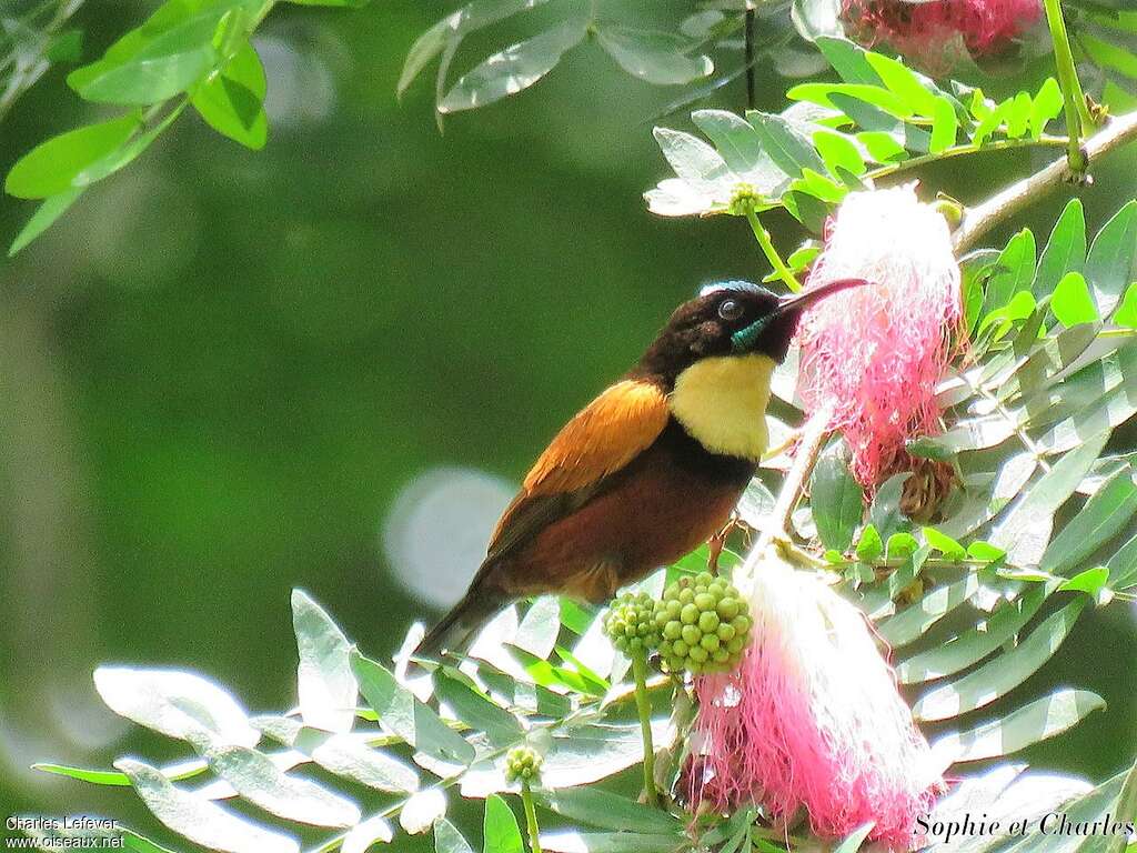 Buff-throated Sunbird male adult breeding, identification, eats