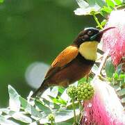 Buff-throated Sunbird