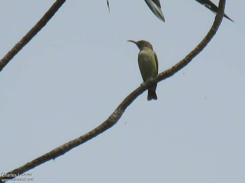 Buff-throated Sunbird female adult breeding, identification