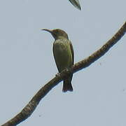 Buff-throated Sunbird