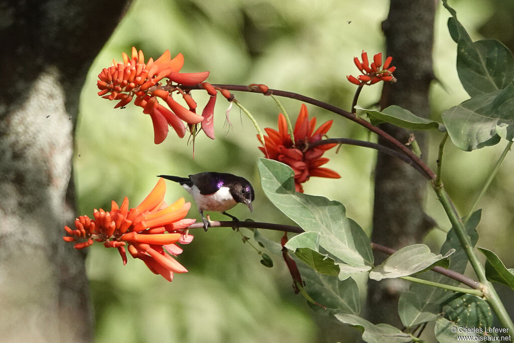 Western Violet-backed Sunbird male adult