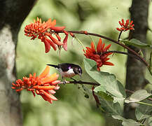 Western Violet-backed Sunbird