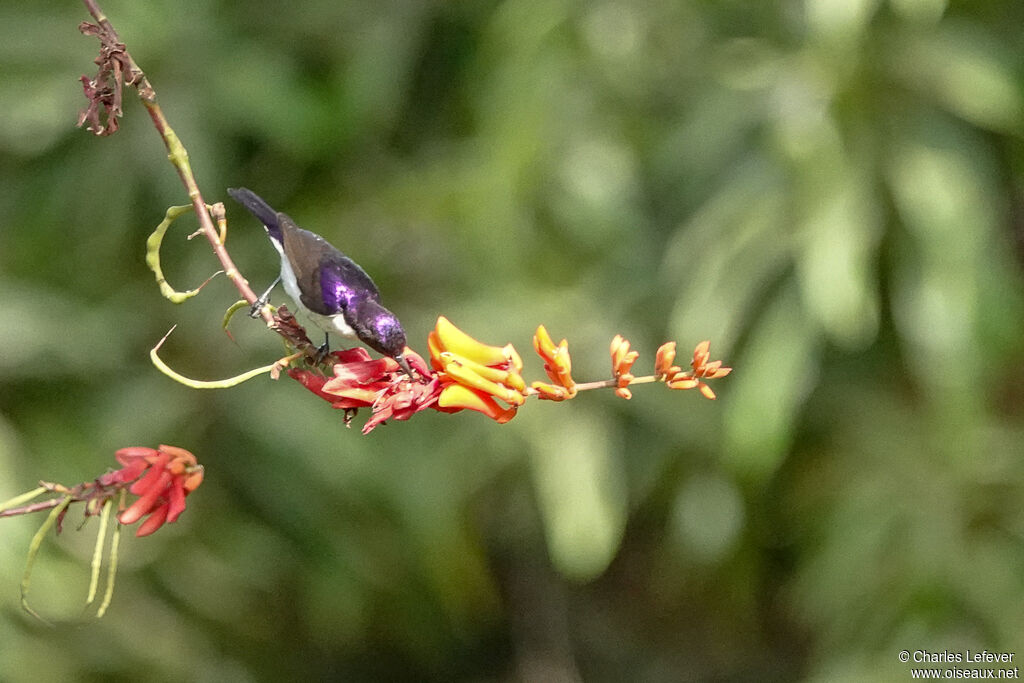 Western Violet-backed Sunbird male adult, eats