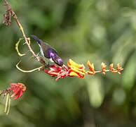 Western Violet-backed Sunbird