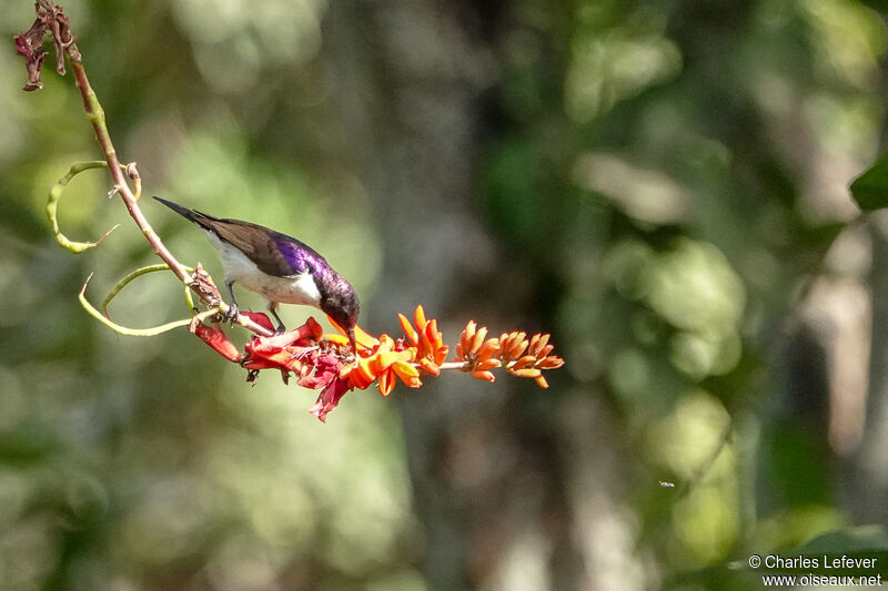 Western Violet-backed Sunbird male adult, eats