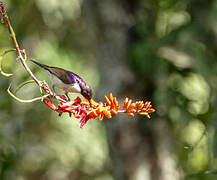 Western Violet-backed Sunbird