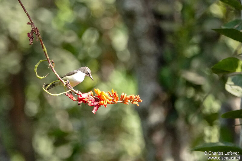 Western Violet-backed Sunbird female adult, eats