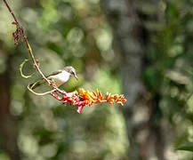 Western Violet-backed Sunbird