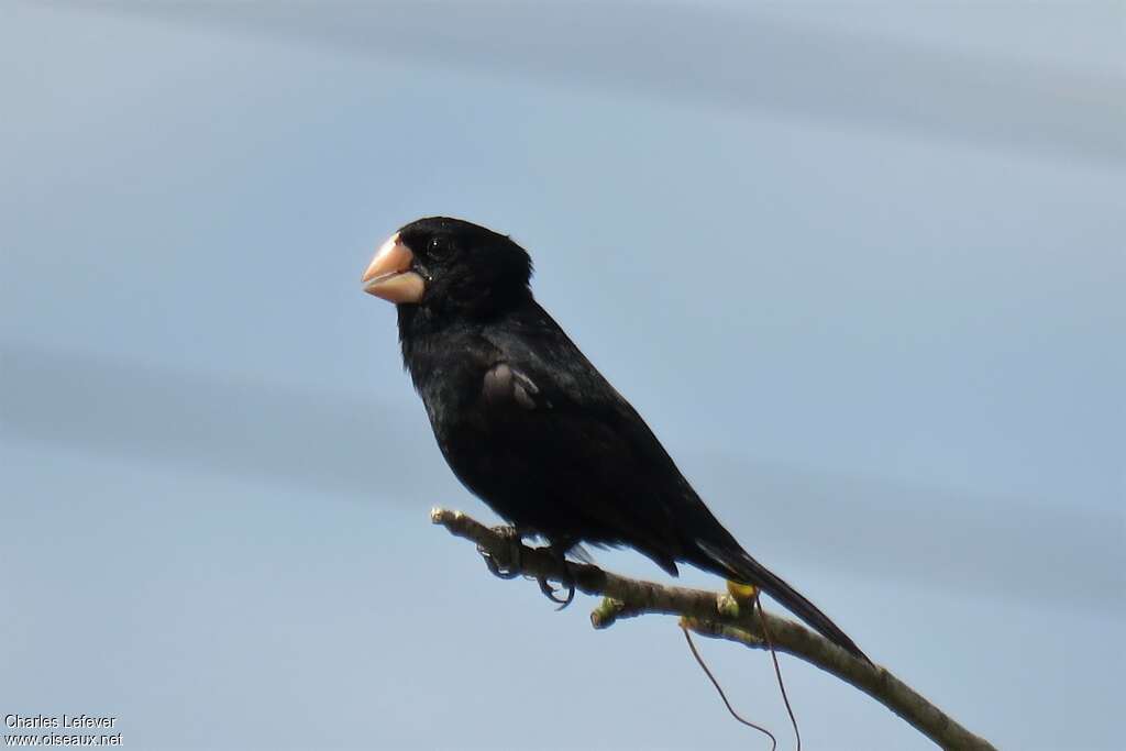 Nicaraguan Seed Finch male adult, identification