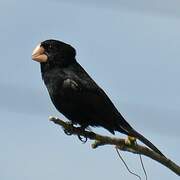 Nicaraguan Seed Finch