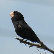 Nicaraguan Seed Finch