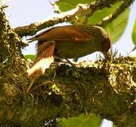 Red-faced Spinetail