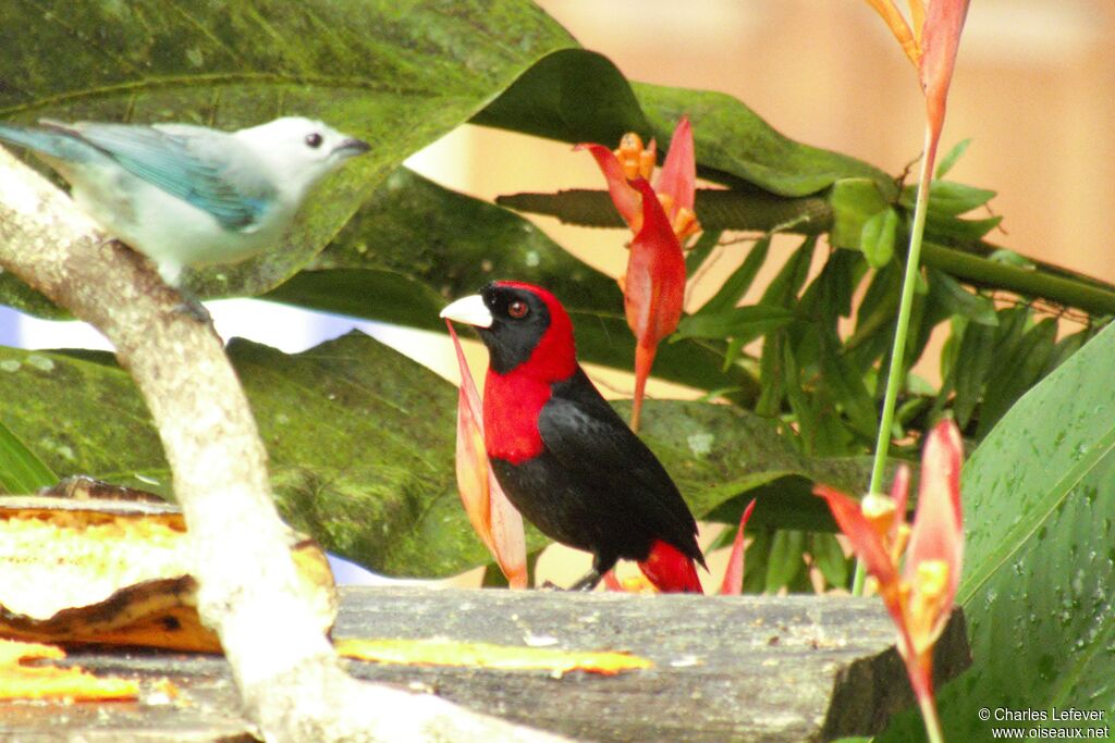 Crimson-collared Tanageradult