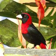 Crimson-collared Tanager