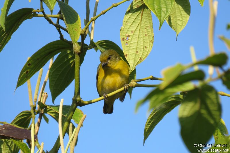 Black-and-yellow Tanager female adult