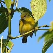 Black-and-yellow Tanager