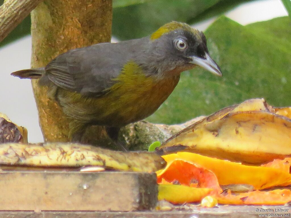 Dusky-faced Tanager male adult, eats