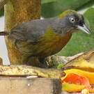 Tangara obscur
