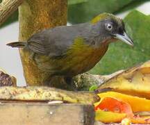 Dusky-faced Tanager