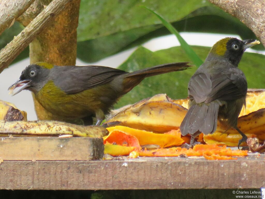 Dusky-faced Tanageradult, eats