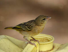 Northern Masked Weaver