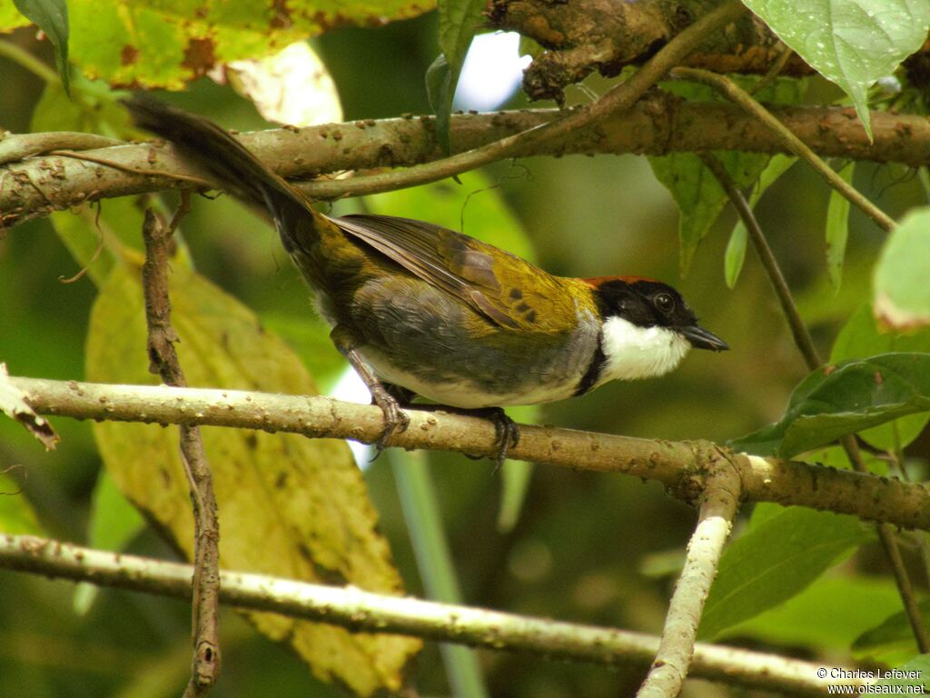 Chestnut-capped Brushfinchadult